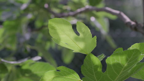 Translucent-young-fig-leaves-swaying-in-the-wind-at-summer-sunny