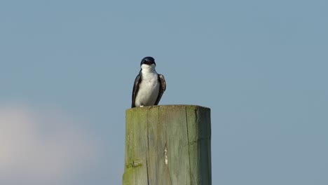 A-tree-swallow-perched-on-a-post-enjoying-the-summer-sunshine