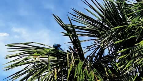 Brazil,-Pará:-A-majestic-blue-macaw-perched-on-a-palm-tree-at-Mangal-das-Garças-in-Belém,-showcasing-the-vibrant-wildlife-and-lush-surroundings