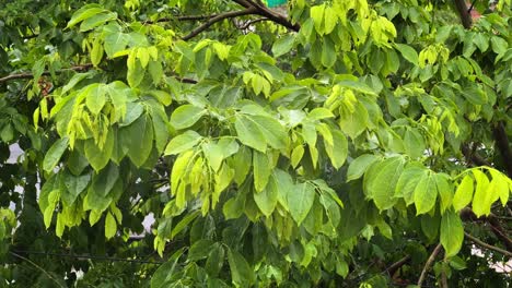 Regen-Fällt-Auf-Den-Baum,-Langsamer-Regen-Fällt-Auf-Den-Grünen-Baum,-Während-Von-Den-Blättern-Regentropfen-Tropfen