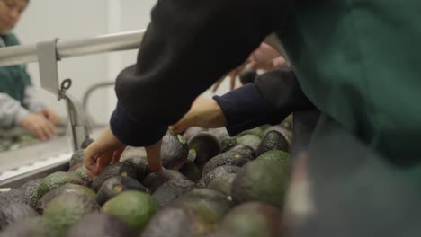 SLOW-MOTION-SHOT-OF-HANDS-PICKING-AVOCADOS-ON-A-CONVEYOR-BELT