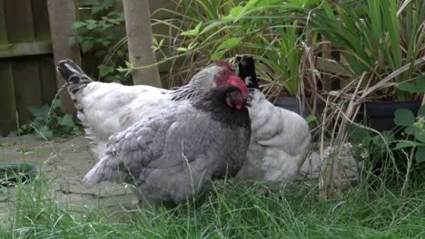 Pequeña-Bandada-De-Gallinas-Vagando-Libremente-En-El-Jardín-Trasero.