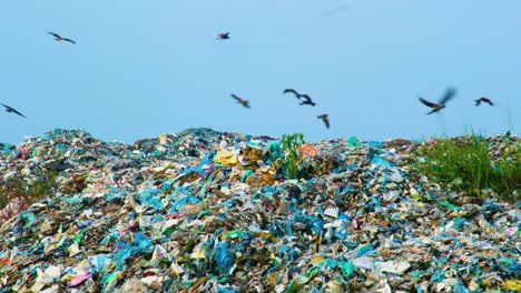 Pájaros,-águilas-Volando-Sobre-Una-Colina-De-Basura,-Vertedero-En-Busca-De-Comida,-Espacio-De-Copia,-Estático