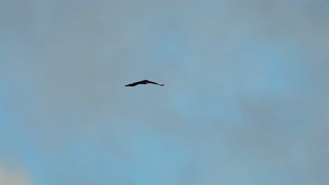 A-vulture-soaring-in-the-clouds-of-the-sky-against-patches-of-blue-sky