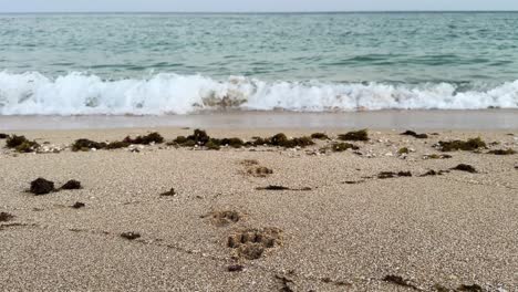 Marcas-De-Huellas-De-Animales-Playa-De-Arena-Suave-Paisaje-Escénico-Mínimo-Sendero-Natural-Rastro-De-Vida-Silvestre-Costera-Huella-Costa-Serena-En-Irán-El-Horizonte-De-La-Costa-Del-Océano-En-La-Mañana-Panorámica-Escénica-En-Irán