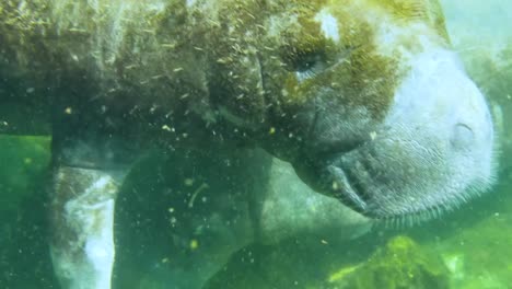 Witness-the-majestic-manatees-as-they-gracefully-navigate-their-freshwater-habitat,-reminding-us-of-the-importance-of-conservation