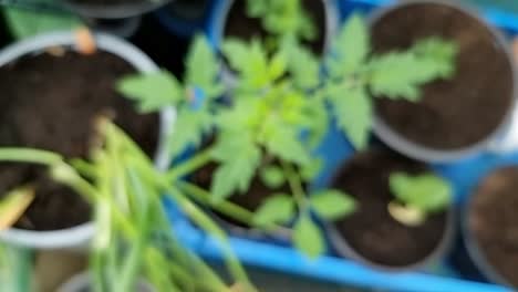 Organic-tomato-and-chilli-plants-growing-inside-warm-garden-greenhouse-looking-down-rising-shot