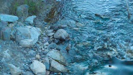 Das-Video-Zeigt-Zwei-Entenbabys-Und-Ihre-Mutter-Beim-Schwimmen-Und-Gehen-Am-Ufer-Eines-Flusses-Und-Baches