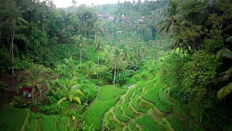 Aerial-View-Of-Rice-Terraces-In-Bali---UNESCO-World-Heritage-Site,-Indonesia