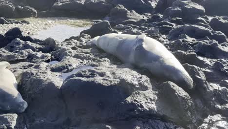 A-pair-of-Hawaiian-monk-seals-resting-on-the-rocky-shoreline-of-Oahu,-Hawaii