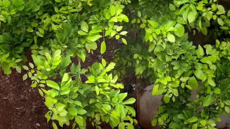 Natural-Green-leaves-swaying-in-sunlight-after-rain,-Bright-green-trees-leaves-waving-in-wind