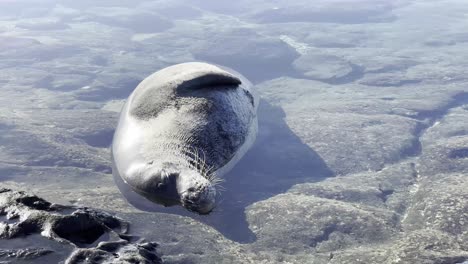 close-up-of-a-Hawaiian-monk-seal-lounging-in-a-crystal-clear-tide-pool-along-the-rocky-shore-of-Oahu,-showcasing-the-peaceful-coexistence-of-wildlife-and-nature-in-the-island's-pristine-environment