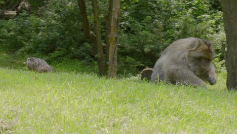 Patos-Reales-Y-Macacos-De-Berbería-En-El-Santuario-Del-Bosque-De-Monos-De-Trentham-En-Tittensor,-Inglaterra,-Reino-Unido