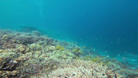 Una-Serena-Toma-Inclinada-De-Un-Animado-Arrecife-De-Coral-En-Las-Aguas-Cristalinas-De-Las-Maldivas