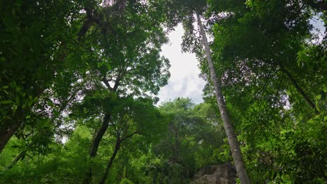 Tall-trees-with-dense-foliage-create-intricate-patterns-of-leaves-and-branches-against-the-sky