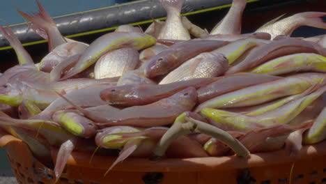 Frisch-Gefangener-Barsch-Wird-In-Fischkisten-Von-Einem-Fischerboot-Entladen,-Größter-Fischereihafen-In-Kerala