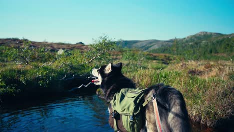 Perro-Malamute-De-Alaska-Parado-En-Aguas-Poco-Profundas-De-Un-Estanque-En-El-Bosque---Cerrar