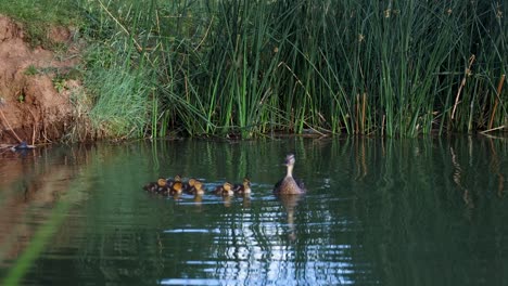 Mutter-Und-Baby-Enten-Schwimmen