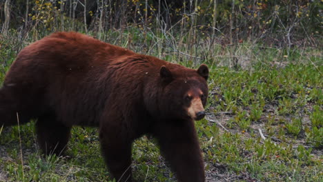 Grizzly-Brown-Bear-Roaming-In-Rural-Landscape-Near-Carcross-In-Yukon,-Canada