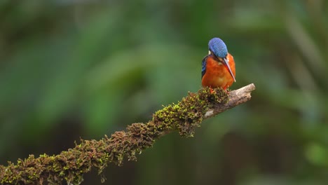 Ein-Blauohr-Eisvogel-Beobachtet-Seinen-Zielfisch-Von-Der-Spitze-Eines-Astes-Aus