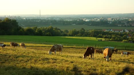 Nahaufnahmevideo-Einer-Herde-Kühe,-Die-Auf-Den-Feldern-Kaliforniens-Gras-Fressen