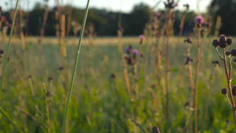 Wunderschöne-Bewegte-Aufnahmen-Von-Einem-Ackerland-In-Der-Ferne-Am-Abend,-Wenn-Die-Sonne-Untergeht,-Mit-Klarem-Himmel-Und-Violetten-Und-Grünen-Pflanzen-Im-Vordergrund-In-4K,-Gelegen-In-Tallinn,-Estland,-Aufgenommen-In-4K