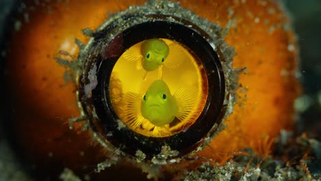 Dos-Gobios-De-Coral-Amarillo-Dentro-De-Una-Botella-Retroiluminada,-Anilao,-Filipinas-2-De-2-60-Fps