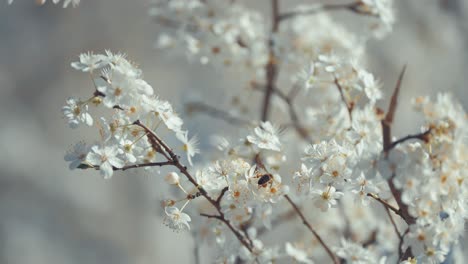 Una-Abeja-Solitaria-Poliniza-Racimos-De-Flores-De-Cerezo-Blancas,-Resaltando-La-Delicada-Belleza-De-Los-Procesos-De-La-Naturaleza