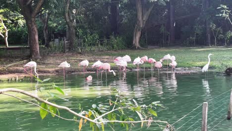 Brazil,-Pará:-Pink-flamingos-at-Mangal-das-Garças-in-Belém,-showcasing-their-vibrant-colors-and-graceful-presence-in-this-beautiful-natural-reserve