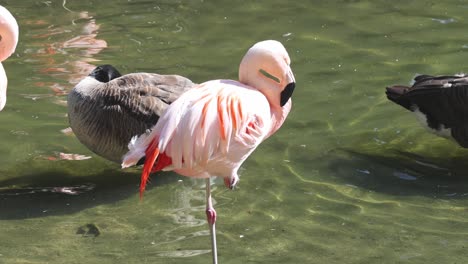 Flamenco-Rosado-En-El-Agua