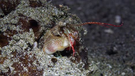 Small-Mantis-Shrimp-leaves-hole-and-jumps-back-in,-Anilao,-Philippines-4-of-4-60fps