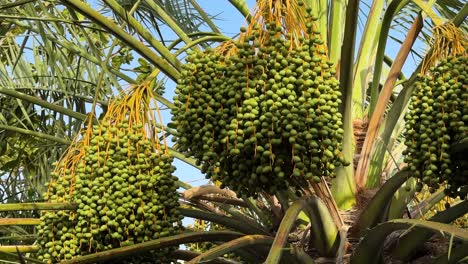 scenic-b-roll-view-of-green-dates-on-palm-trees-in-tropical-backyard-during-summer-season-in-Middle-East-showcases-lush-agricultural-beauty-of-Asia-Witness-vibrant-growth-serene-iran-landscape-uae