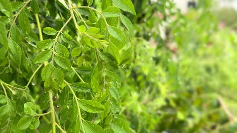 Primer-Plano-De-La-Hoja-De-Curry-En-El-árbol-De-Hojas-De-Curry,-Hojas-De-Curry-Frescas-Después-De-La-Lluvia-Con-Gotas-De-Lluvia-Sobre-Ella