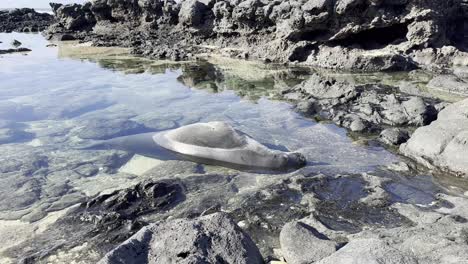 A-Hawaiian-monk-seal-peacefully-resting-in-a-shallow-tide-pool-along-the-rocky-coastline-of-Oahu,-Hawaii