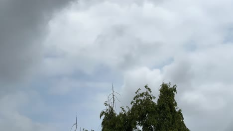 Zeitraffer-Des-Blauen-Himmels-Und-Der-Weißen-Wolken-über-Einem-Baum