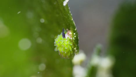 Shawn-the-Sheep-Nudibranch-notice-how-the-small-barnacle-taps-it-on-the-head-as-it-moves,-Anilao,-Philippines