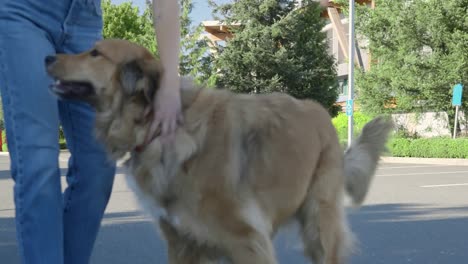 Dog-jumps-down-the-truck-to-meet-the-couple