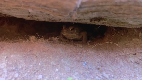 A-western-toad-tries-to-eat-a-bug,-but-gets-a-mouthful-of-dirt-instead