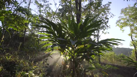 Agricultores-Que-Cultivan-Cardamomo-En-La-Aldea,-El-Sol-De-La-Mañana-Brilla-Con-La-Niebla-Primaveral-De-La-Planta-De-Cardamomo,-El-Cardamomo-También-Conocido-Como-Cardamomo,-Una-Especia-Hecha-De-Semillas-De-Varias-Plantas