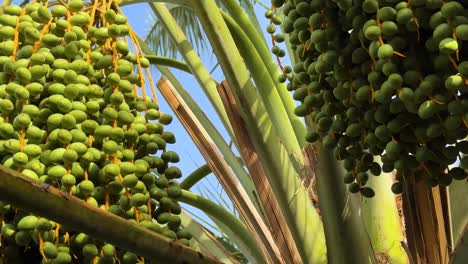 close-up-date-palm-tree-breathtaking-of-date-palm-bundles-fruits-hanging-gracefully-scenic-view-lush-beauty-agricultural-richness-of-date-palms-in-Iran-local-rural-people-Perfect-nature-enthusiasts