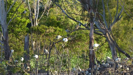 Large-flock-of-Australian-white-ibis-perched-on-the-island,-roosting-and-building-nest-in-the-middle-of-wildlife-lake-in-a-wetland-environment-during-mating-and-breeding-season