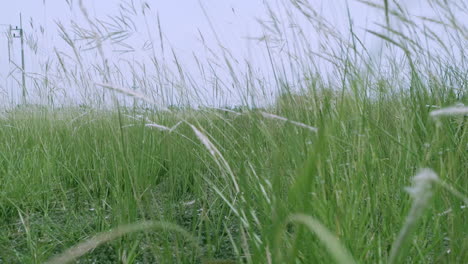 Wild-grass-in-the-wind-in-slow-motion