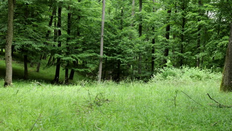 Paisaje-De-Verano-En-Un-Claro-Del-Bosque-De-Montaña-Verde