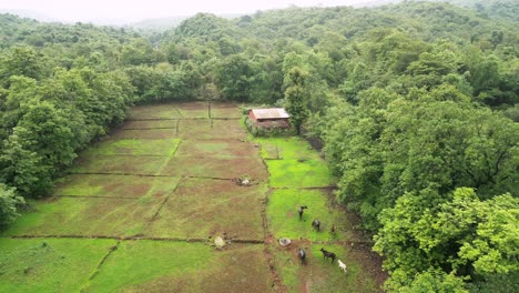 Büffel-Fressen-Grüne-Gräser-In-Der-Vogelperspektive-Einer-Bergstation-In-Konkan