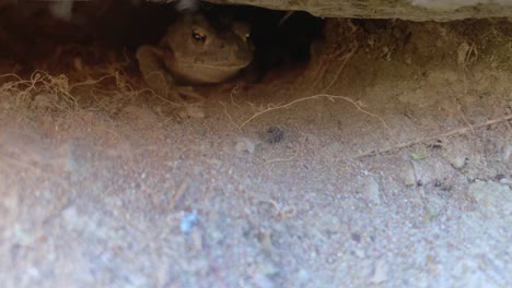 Western-toad-eats-a-bug-while-hiding-under-a-log