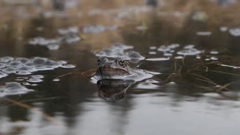 Rana-Común-En-El-Agua-Rodeada-De-Ranas-En-Primavera,-De-Cerca