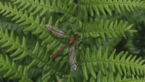 A-Cranefly-resting-on-a-Bracken-frond