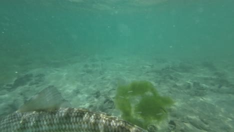 Underwater-view-of-a-bonefish-fighting-near-the-water-surface,-close-up-shot