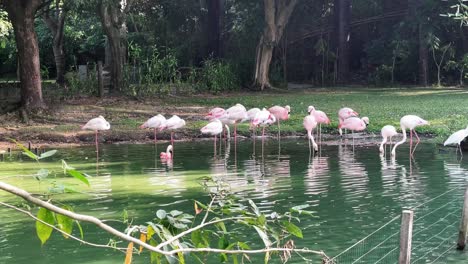 Brazil,-Pará:-Pink-flamingos-at-Mangal-das-Garças-in-Belém,-showcasing-the-vibrant-and-exotic-wildlife-of-the-region