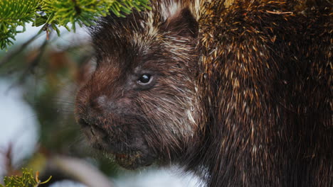 Close-up-Portrait-Of-Porcupine-Rodent-With-Sharp-Spines-In-Wild-Forest-Near-Carcross,-Yukon,-Canada